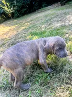 remy ma, a female Cane Corso for sale in Grovetown, GA – 2 of 2