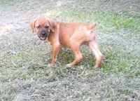 cardi b, a female Cane Corso for sale in Grovetown, GA – 2 of 2