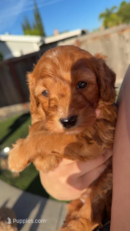 Waffles, a male Goldendoodle for sale in Sacramento, CA – Photo 1 of 9