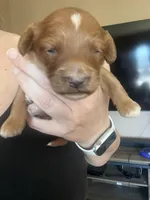 Waffles, a male Goldendoodle for sale in Sacramento, CA – Photo 5 of 9