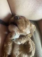 Waffles, a male Goldendoodle for sale in Sacramento, CA – Photo 6 of 9