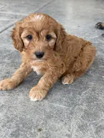 Waffles, a male Goldendoodle for sale in Sacramento, CA – Photo 8 of 9
