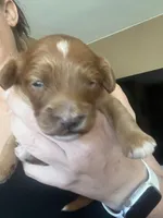 Waffles, a male Goldendoodle for sale in Sacramento, CA – Photo 4 of 9