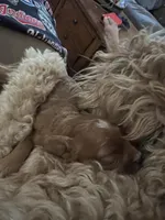 Waffles, a male Goldendoodle for sale in Sacramento, CA – Photo 2 of 9