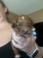 Waffles, a male Goldendoodle for sale in Sacramento, CA – Photo 3 of 9