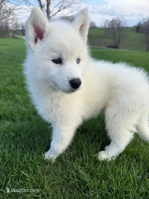 Summit – Siberian Husky puppy for sale in Kalona, IA