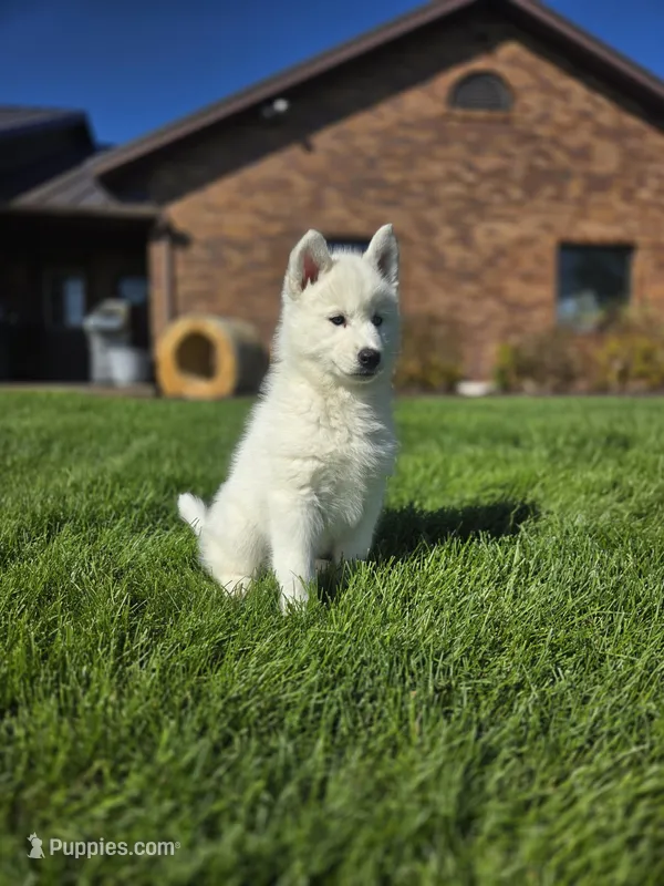Summit – Siberian Husky puppy for sale in Kalona, IA