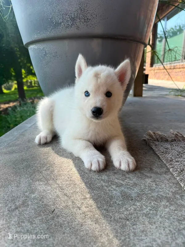 Charlotte – Siberian Husky puppy for sale in Kalona, IA