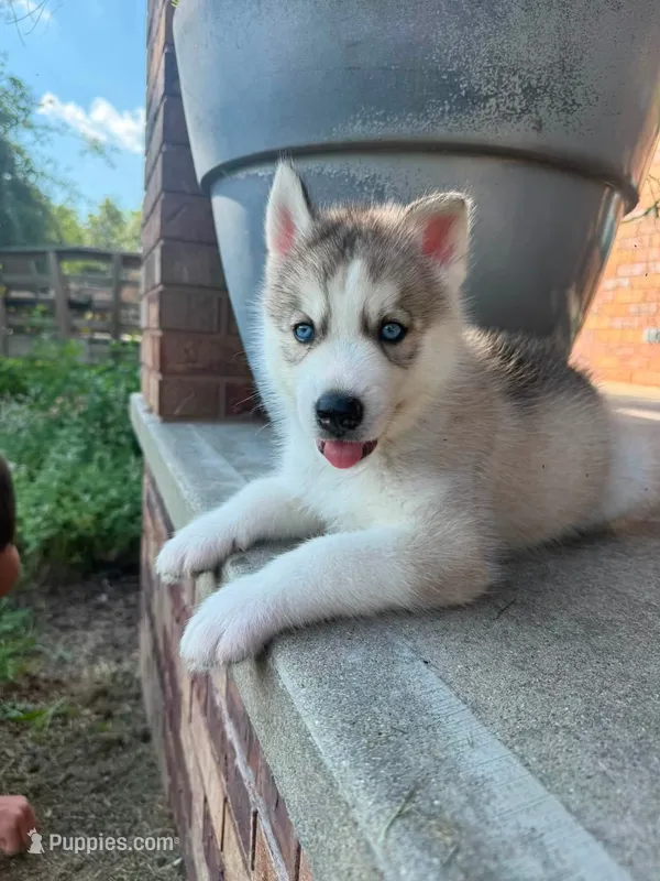 Alpha – Siberian Husky puppy for sale in Kalona, IA