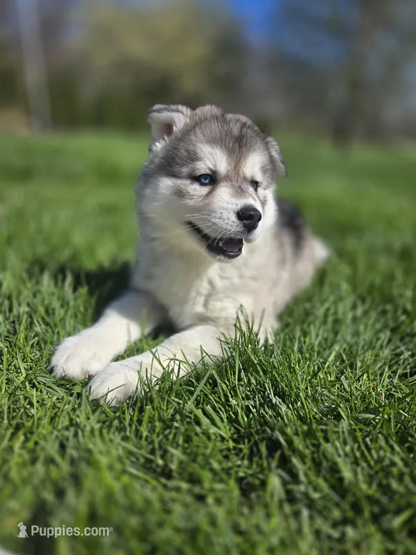 Ember – Siberian Husky puppy for sale in Kalona, IA