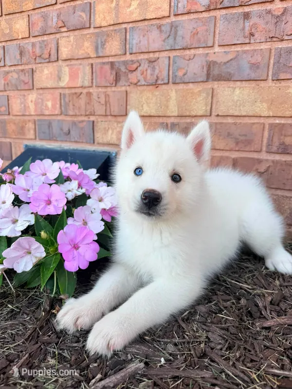 Chikka – Siberian Husky puppy for sale in Kalona, IA