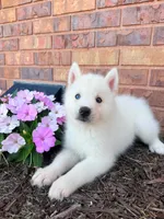 Chikka, a female Siberian Husky for sale in Kalona, IA – 1 of 1