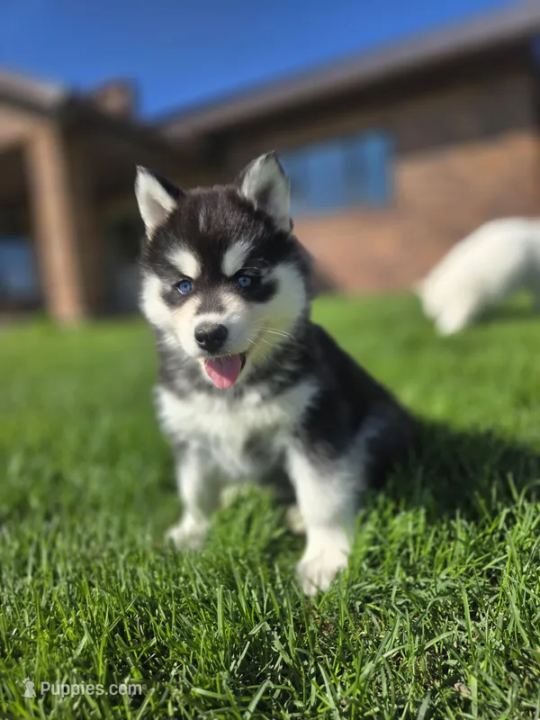 Aspen – Siberian Husky puppy for sale in Kalona, IA