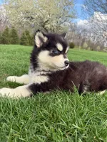 Aspen, a female Siberian Husky for sale in Kalona, IA – Photo 2 of 2