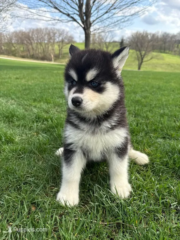 Aspen – Siberian Husky puppy for sale in Kalona, IA