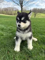 Aspen, a female Siberian Husky for sale in Kalona, IA – Photo 1 of 2