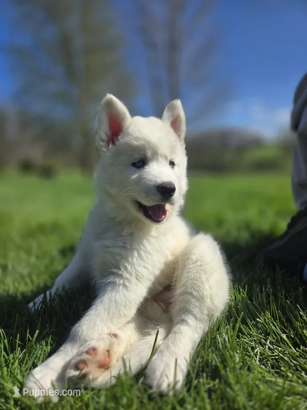 Powder – Siberian Husky puppy for sale in Kalona, IA