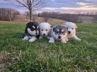 Gray/Max, a  Siberian Husky for sale in Kalona, IA – 2 of 2