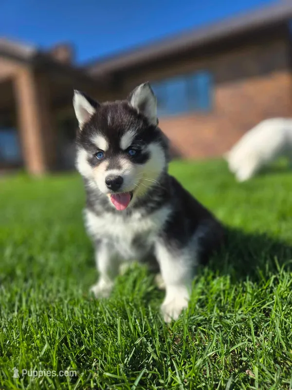 GrayMax – Siberian Husky puppy for sale in Kalona, IA