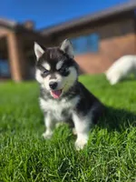 GrayMax, a  Siberian Husky for sale in Kalona, IA – 1 of 2