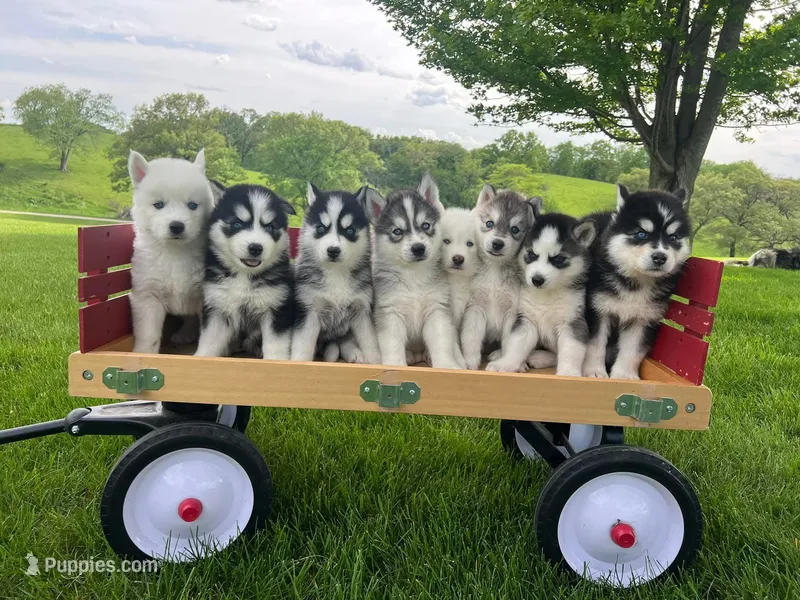 Gray/Max – Siberian Husky puppy for sale in Kalona, IA