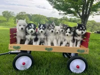 Gray/Max, a  Siberian Husky for sale in Kalona, IA – 1 of 2