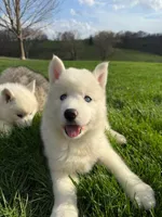 Aloe, a female Siberian Husky for sale in Kalona, IA – Photo 2 of 2