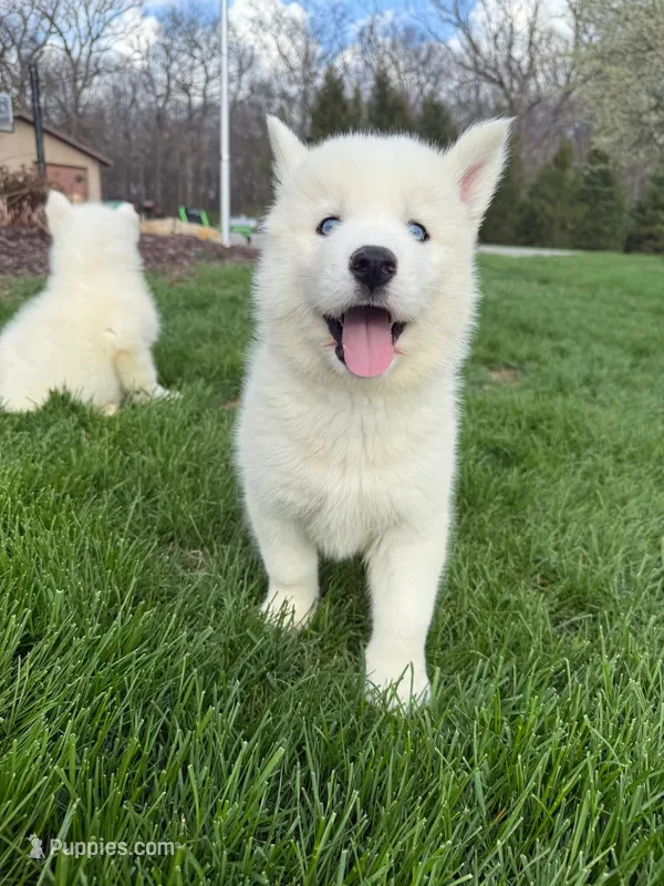 Aloe – Siberian Husky puppy for sale in Kalona, IA