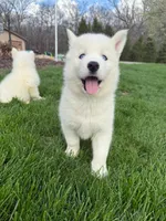 Aloe, a female Siberian Husky for sale in Kalona, IA – Photo 1 of 2