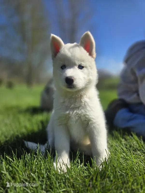 Aloe – Siberian Husky puppy for sale in Kalona, IA