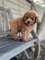Ricky, a male Poodle - Toy  for sale in Los Angeles, CA – Photo 4 of 4