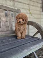 Ricky, a male Poodle - Toy  for sale in Los Angeles, CA – Photo 2 of 4