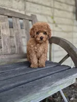 Ricky, a male Poodle - Toy  for sale in Los Angeles, CA – Photo 3 of 4