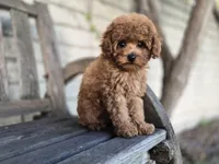 Ricky, a male Poodle - Toy  for sale in Los Angeles, CA – Photo 1 of 4