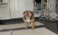 Scarlett, a female English Bulldog for sale in Hiawassee, GA – 6 of 6