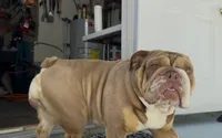 Scarlett, a female English Bulldog for sale in Hiawassee, GA – 3 of 6