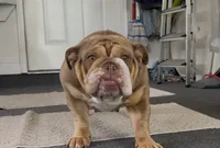 Scarlett, a female English Bulldog for sale in Hiawassee, GA – 5 of 6
