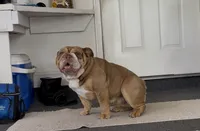 Scarlett, a female English Bulldog for sale in Hiawassee, GA – 2 of 6