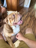 Scarlett, a female English Bulldog for sale in Hiawassee, GA – 4 of 6