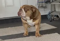 Scarlett, a female English Bulldog for sale in Hiawassee, GA – 1 of 6