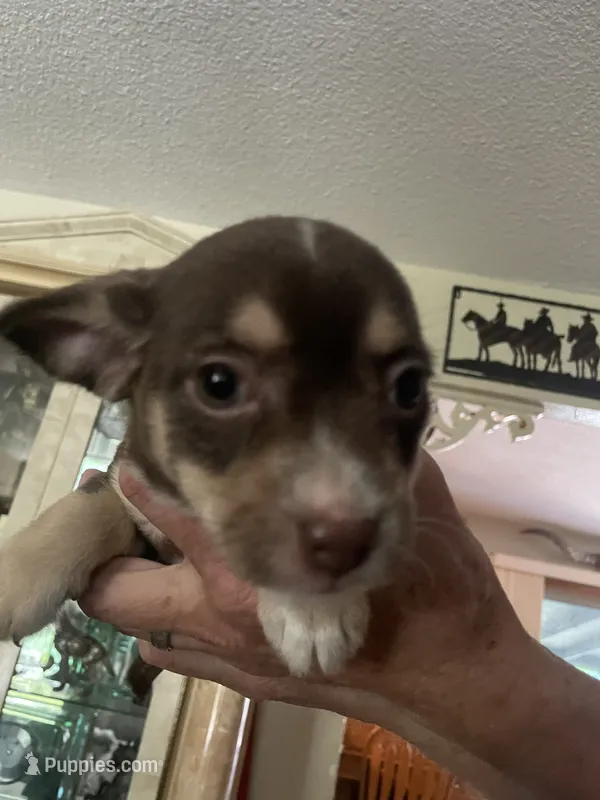 Puppy – Dachshund, Shih Tzu puppy for sale in Colorado Springs, CO