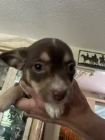 Puppy, a male Dachshund and Shih Tzu for sale in Colorado Springs, CO – 1 of 4