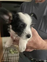 Puppy, a male Dachshund and Shih Tzu for sale in Colorado Springs, CO – 2 of 2