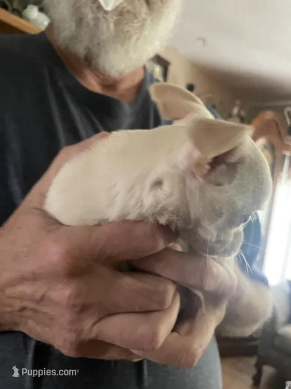 Puppy  – Dachshund, Shih Tzu puppy for sale in Colorado Springs, CO