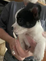 Puppy, a male Dachshund and Shih Tzu for sale in Colorado Springs, CO – 1 of 2