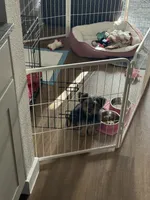 Sweetie, a female Yorkshire Terrier for sale in Katy, TX – 3 of 6