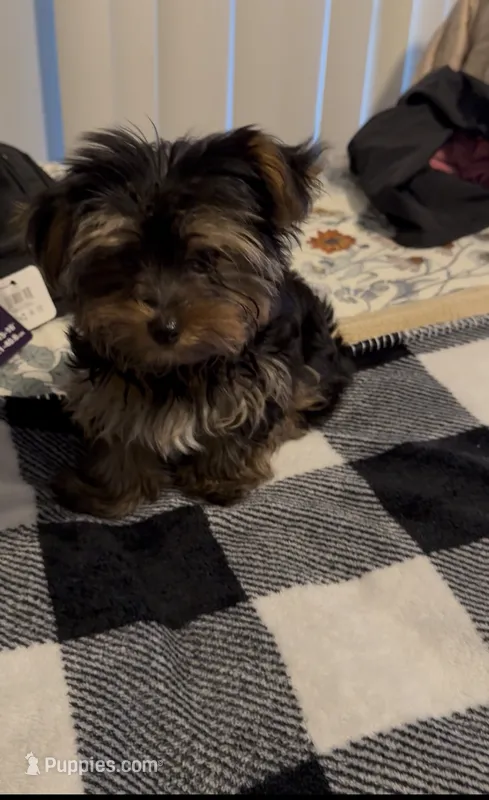 Sweetie – Yorkshire Terrier puppy for sale in Katy, TX