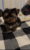 Sweetie, a female Yorkshire Terrier for sale in Katy, TX – 1 of 6