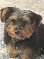 Sweetie, a female Yorkshire Terrier for sale in Katy, TX – 6 of 6