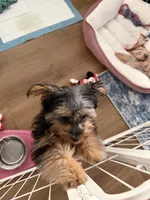 Sweetie, a female Yorkshire Terrier for sale in Katy, TX – 4 of 6